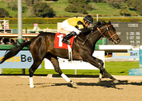 Ice Cat Winning Her Debut