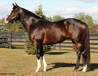 BOREAN, Stakes Winner, Finished Second in the FRR Juvenile Stakes