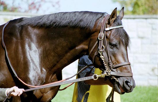 Belle de Jour (GB) Being Lead to the Paddock
